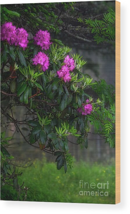 Rhododendron Wood Print featuring the photograph The Beauty of Roan Mountain by Shelia Hunt