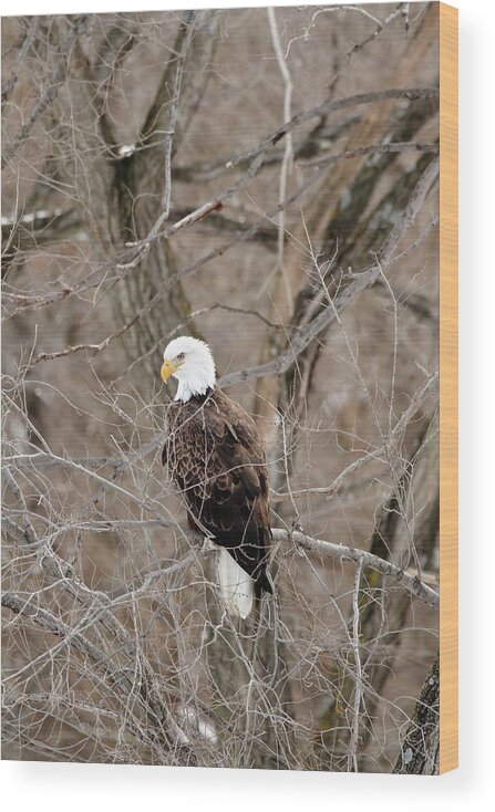 Bird Wood Print featuring the photograph The Eagle Has Landed by Lens Art Photography By Larry Trager