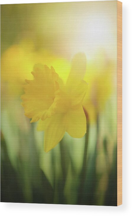 Daffodils Flowers Spring Wood Print featuring the photograph The First to Break Forth by Kim Carpentier