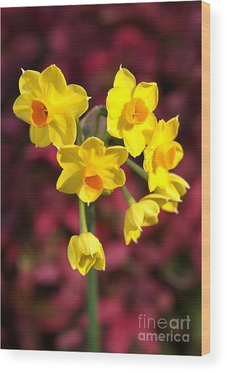 Daffodil Wood Print featuring the photograph The Happy Jonquils by Joy Watson