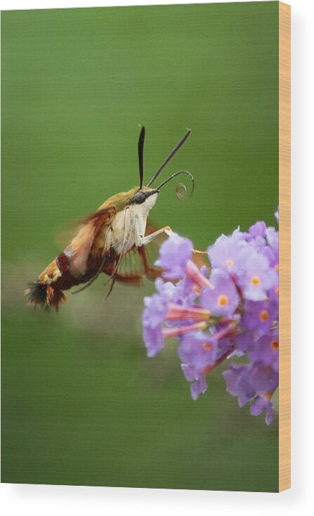 Cool Wood Print featuring the photograph The Hummingbird Moth by Linda Bonaccorsi