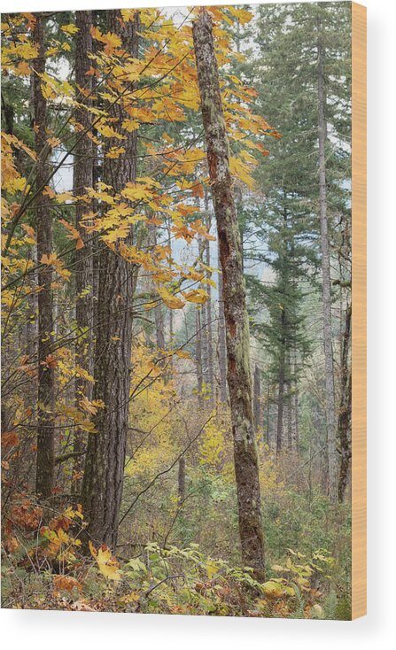 Fall Wood Print featuring the photograph The Last of Fall by Catherine Avilez