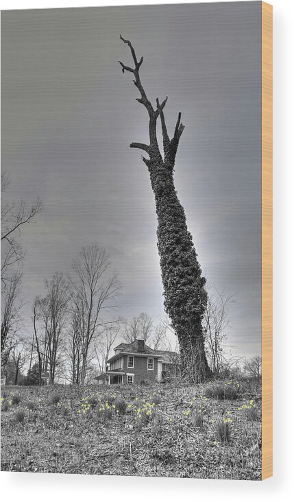 Large Tree Wood Print featuring the photograph Last To Fall by Randall Dill