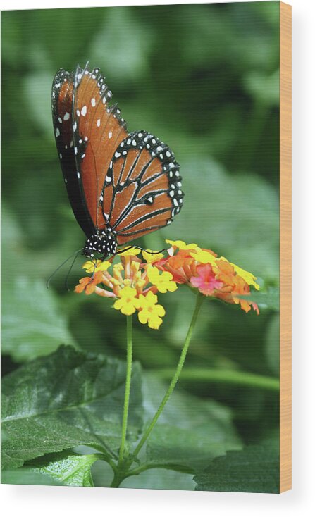 Insect Wood Print featuring the photograph The Monarch by Jim Feldman