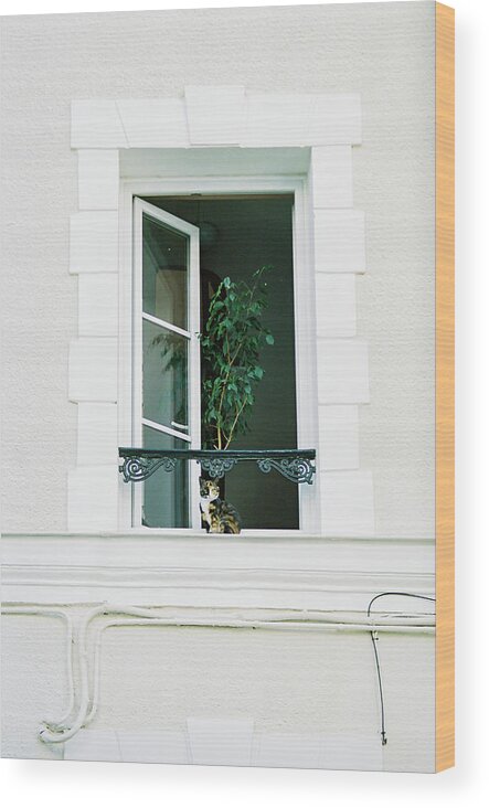 Indoor Wood Print featuring the photograph The security cat by Barthelemy De Mazenod