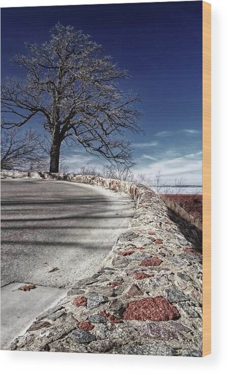 Oak Wood Print featuring the photograph The Tree at the Turn - bare oak on Observatory Drive curve at UW Madison by Peter Herman