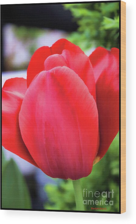 Macro Wood Print featuring the photograph The Tulip Beauty by Roberta Byram