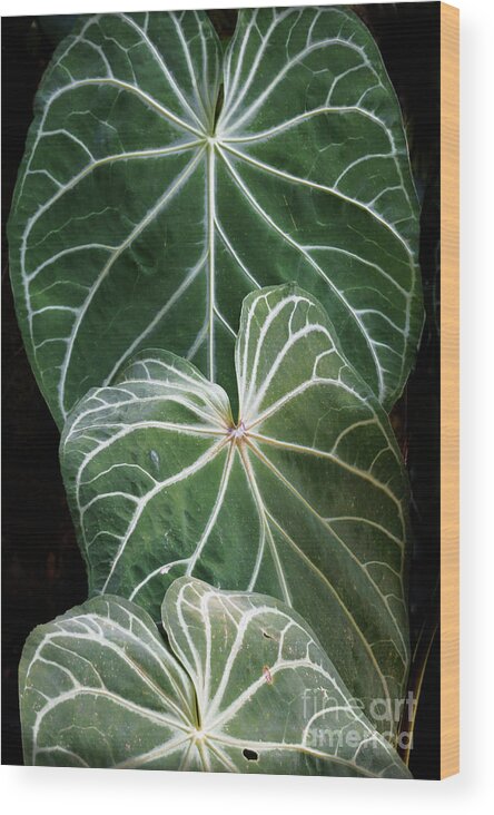 Tropic Wood Print featuring the photograph Three Tropical Fronds by Ellen Cotton