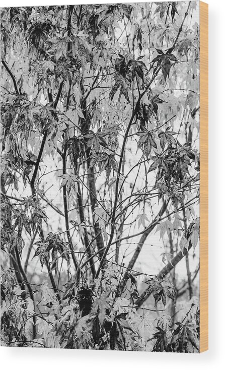 Carolina Wood Print featuring the photograph Through the Autumn Leaves Black and White by Debra and Dave Vanderlaan