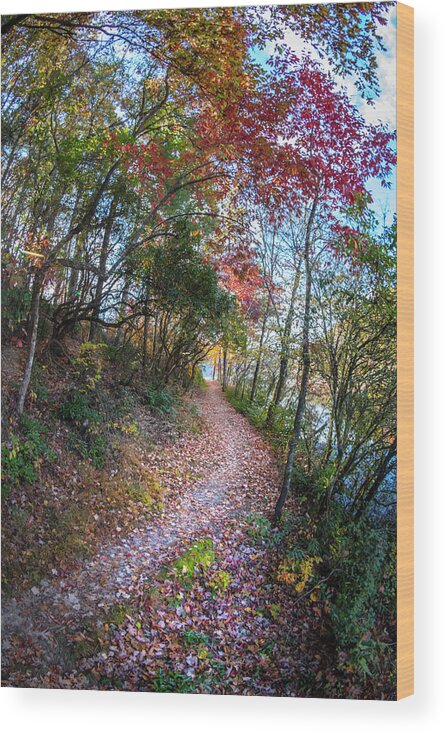 Carolina Wood Print featuring the photograph Through the Trees along the Trail by Debra and Dave Vanderlaan