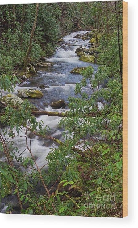 Smoky Mountains Wood Print featuring the photograph Thunderhead Prong 31 by Phil Perkins