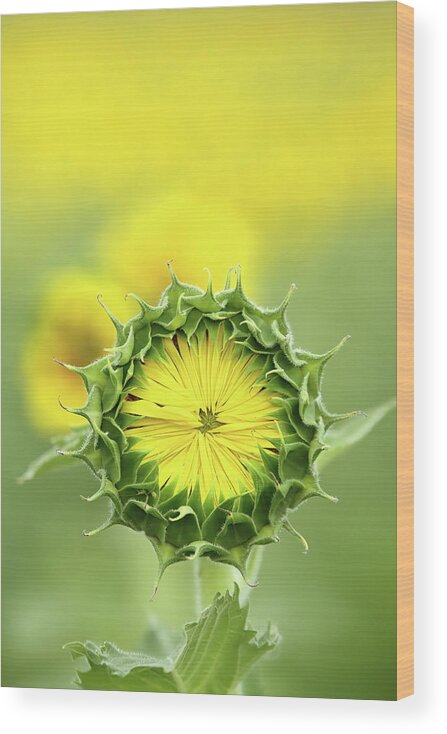 Sunflower Wood Print featuring the photograph Time To Wake Up by Lens Art Photography By Larry Trager