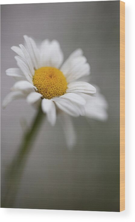 Wall Art Wood Print featuring the photograph Tiny Flower by Marlo Horne