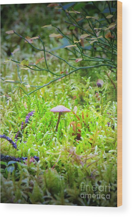 Mushroom Wood Print featuring the photograph Tiny Mushroom by Thomas Nay