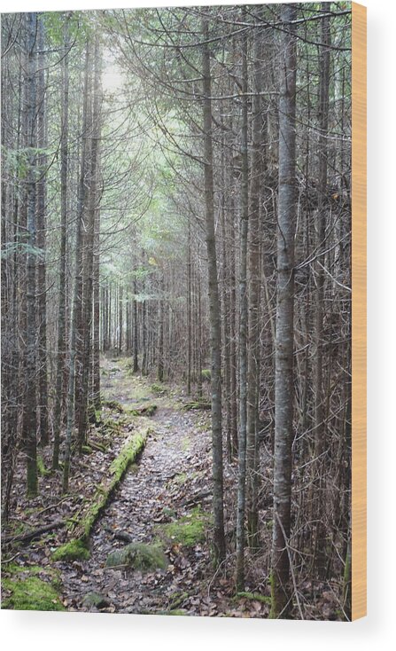 Maine Wood Print featuring the photograph Trail in Northern Maine Woods by Russ Considine