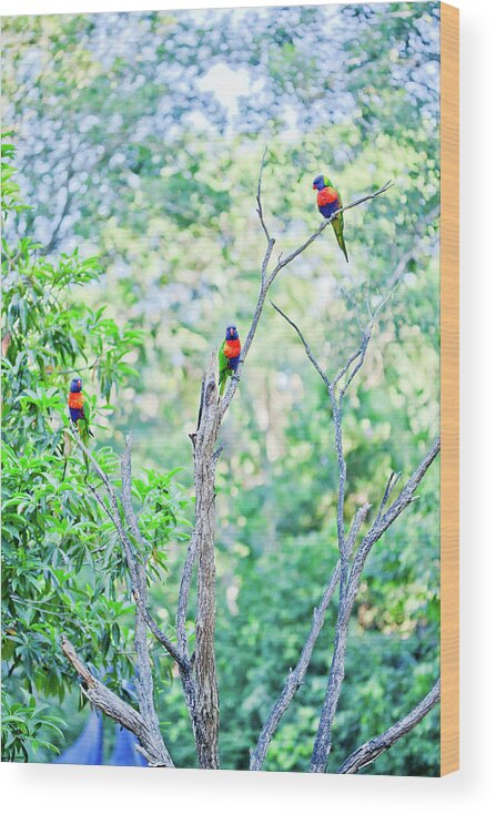 3 Rainbow Lorikeets In A Tree Wood Print featuring the photograph Tranquil Trinity by Az Jackson