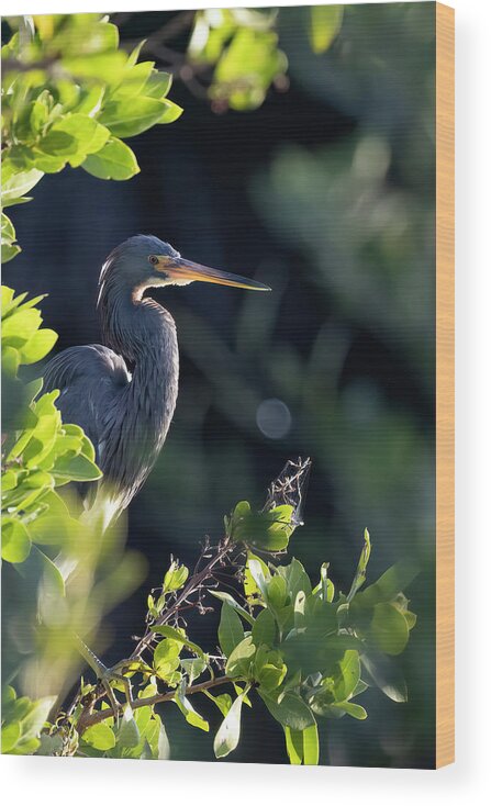 Tri-colored Heron Wood Print featuring the photograph Tri-Colored Heron in Morning Sun 1 by RD Allen