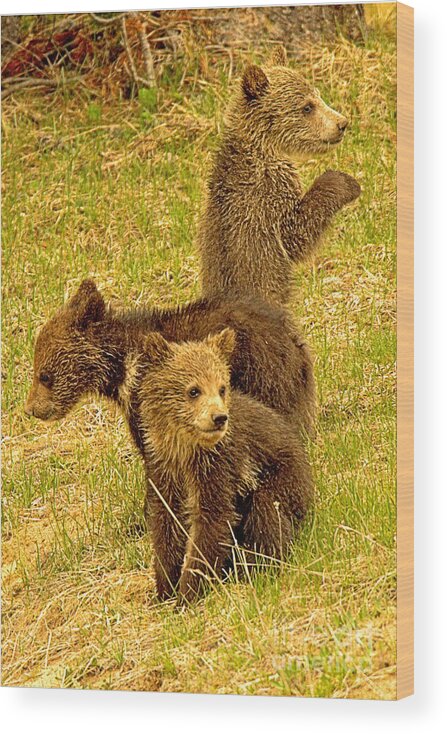 Grizzly Wood Print featuring the photograph Triplet Grizzly Cubs Of The Year by Adam Jewell
