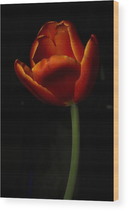 Botanical Wood Print featuring the photograph Tulip 8063 by Julie Powell