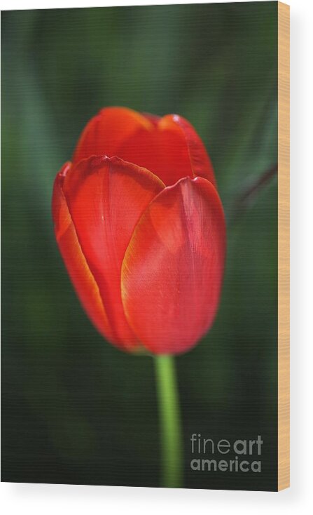 Tulip Wood Print featuring the photograph Tulip Red With A Hint Of Yellow by Joy Watson