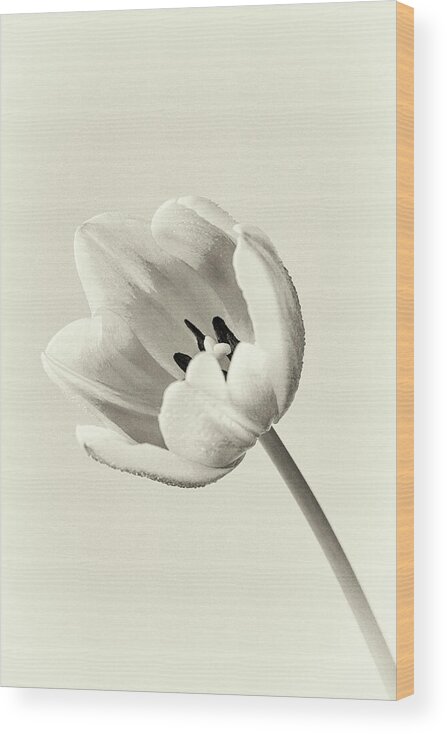 Tulip Wood Print featuring the photograph Vintage Tulip by Tanya C Smith