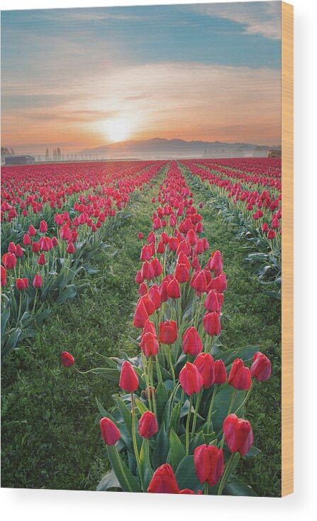Tulips Wood Print featuring the photograph Tulips at Sunrise by Michael Rauwolf