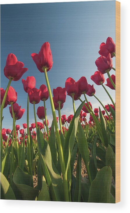 Tulips Wood Print featuring the photograph Tulips Looking Up by Michael Rauwolf