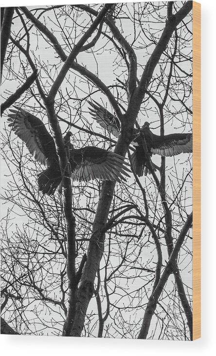 Medford Wood Print featuring the photograph Turkey buzzards by Louis Dallara