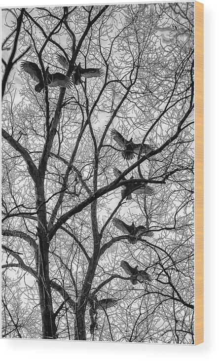 Birds Wood Print featuring the photograph Turkey Vultures Photography by Louis Dallara