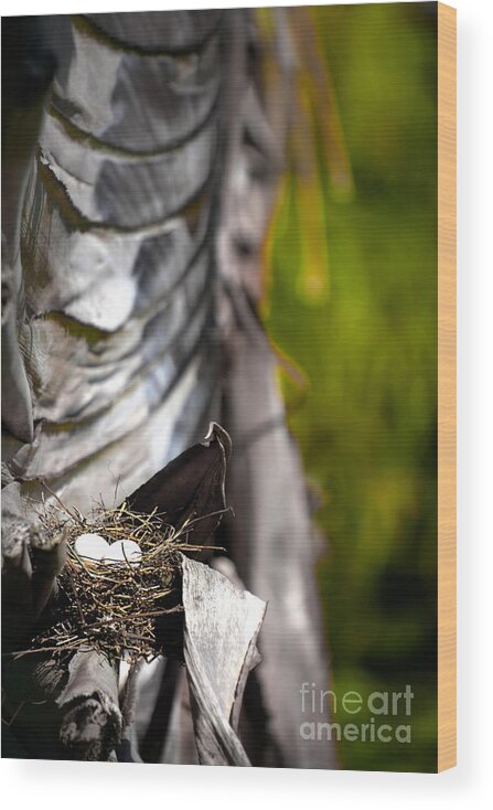 Tree Wood Print featuring the photograph Two Eggs in a Palm Tree by Ellen Cotton