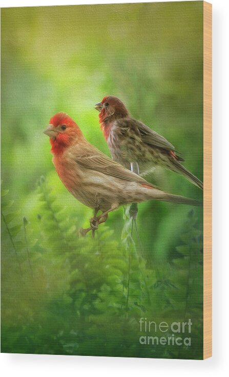 Bird Wood Print featuring the photograph Two Little Finches by Shelia Hunt