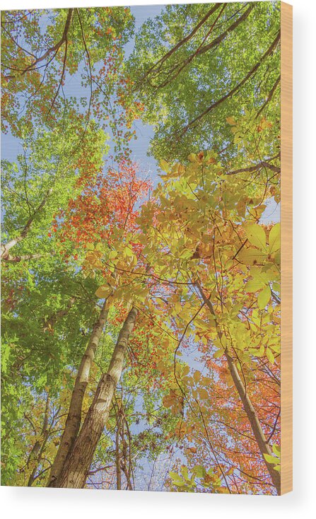 Fall Wood Print featuring the photograph Under the Autumn Trees by Auden Johnson