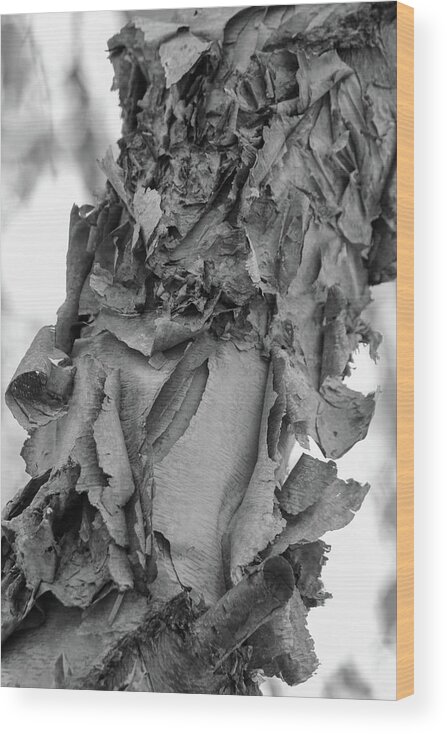 Tree Wood Print featuring the photograph Unfolding Bark by Mary Anne Delgado