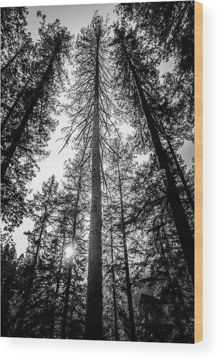 Trees Wood Print featuring the photograph Upwards - In the Oregon Forest by Ada Weyland