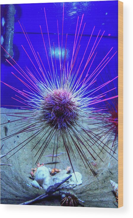 Sea Urchin Wood Print featuring the photograph Urchin by Eric Hafner