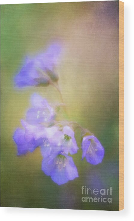 Flowers Wood Print featuring the photograph Valerian with a Soft Touch by Anita Pollak