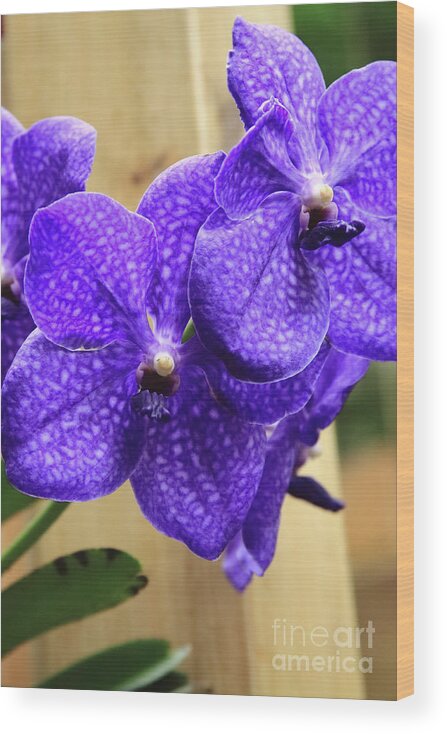 China Wood Print featuring the photograph Vanda Orchid Portrait II by Tanya Owens