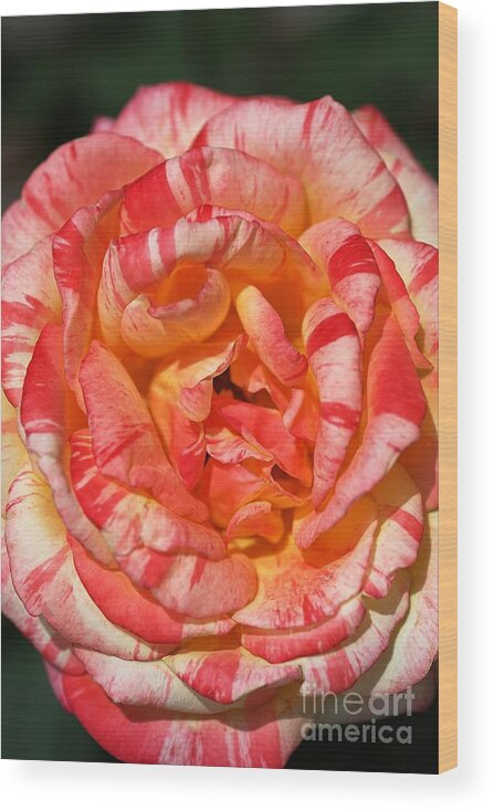 Variegated Rose Wood Print featuring the photograph Vibrant Two Toned Rose by Joy Watson
