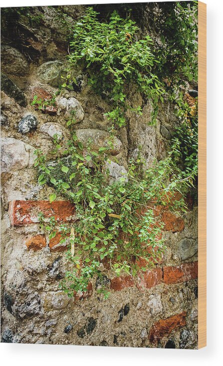 Italy Wood Print featuring the photograph Vine covered stone wall by Craig A Walker