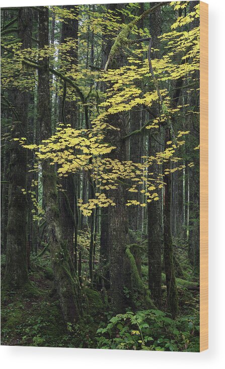 Acer Circinatum Wood Print featuring the photograph Vine Maple Fall Leaves in the Forest at Rolley Lake by Michael Russell