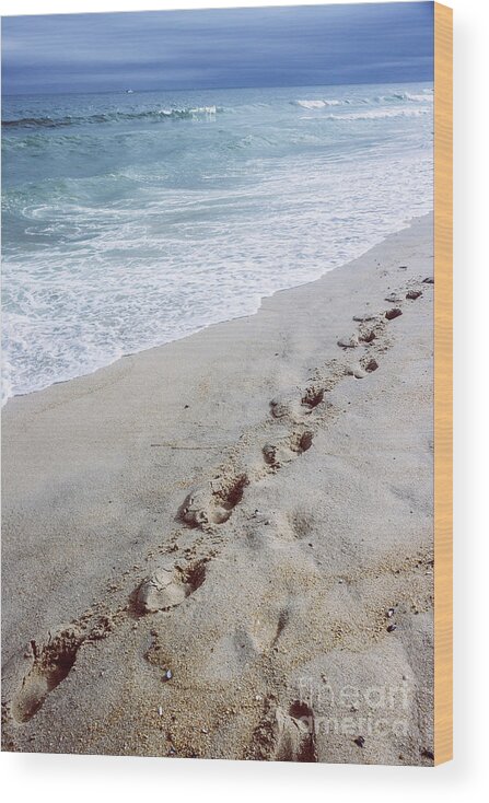 Belmar Wood Print featuring the photograph Walking in the Sand by Colleen Kammerer