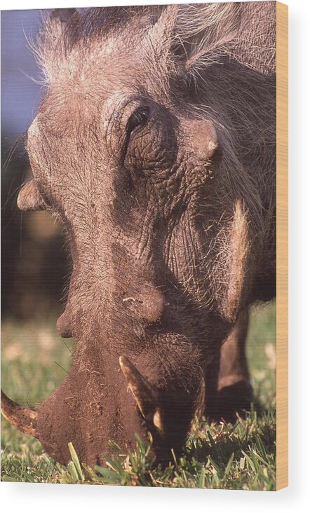 Africa Wood Print featuring the photograph Wart Hog Up Close Too by Russel Considine