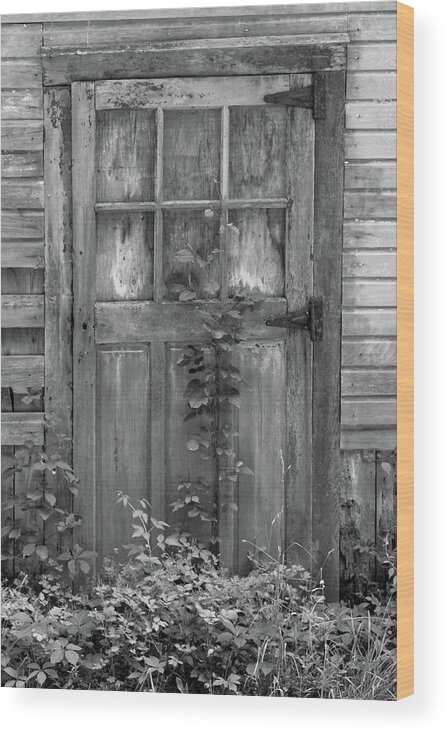 Black And White Barn Wood Print featuring the photograph Weathered Wood Barn Door with Vine by David Letts