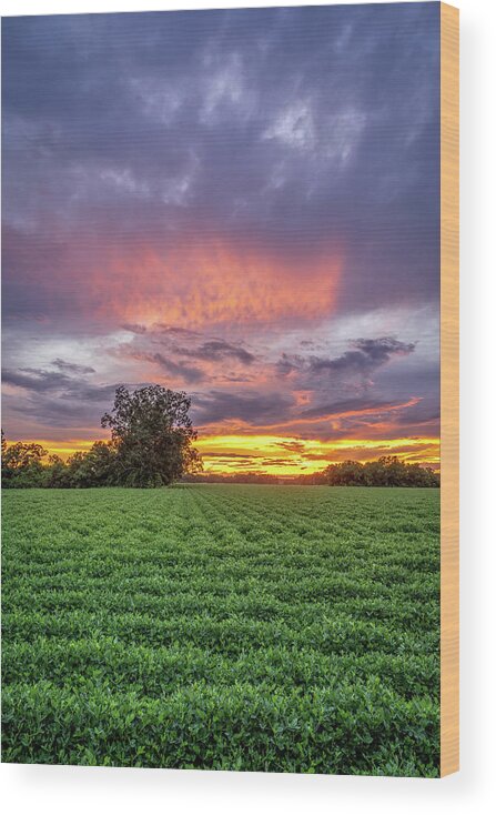 Sunset Wood Print featuring the photograph West Mobile Sunset, 8/23/20 by Brad Boland