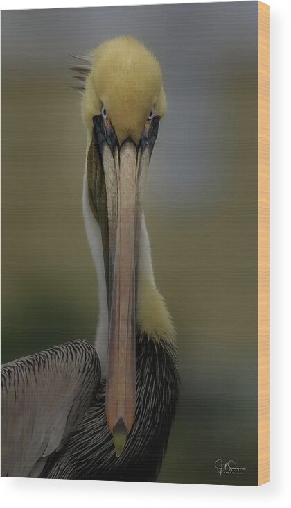 Pelican Wood Print featuring the photograph What's Up by JASawyer Imaging