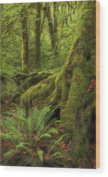 Washington Wood Print featuring the photograph When You Are Loved - Hoh Rainforest by Alexander Kunz