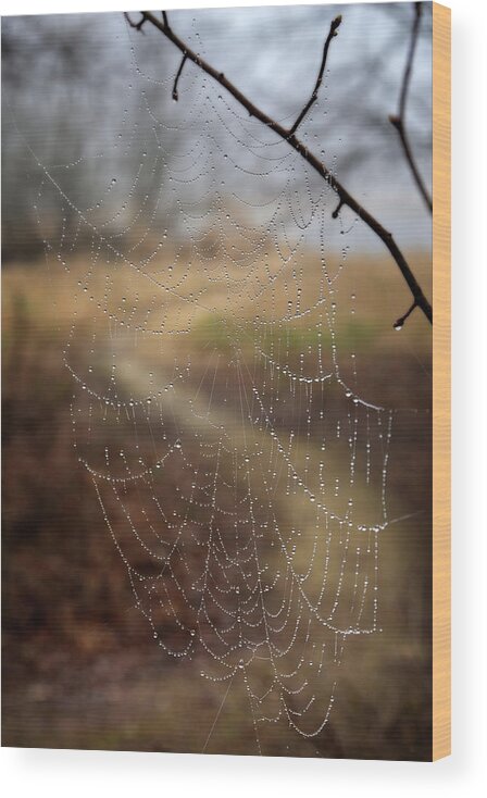 Spiderweb Wood Print featuring the photograph Where Leads the Path Never Reached -  Dew bedazzled spiderweb in front of a curving path in woods by Peter Herman