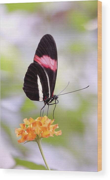 Postman Wood Print featuring the photograph Whispering of butterfly wings 15 by Jaroslav Buna