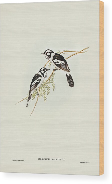 White-eared Flycatcher Wood Print featuring the drawing White-eared Flycatcher, Monarcha leucotis by John Gould