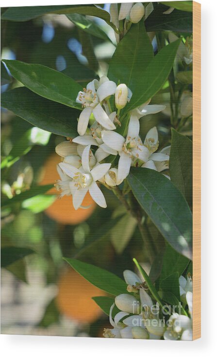Orange Blossom Wood Print featuring the photograph White orange blossoms and leaves in spring by Adriana Mueller